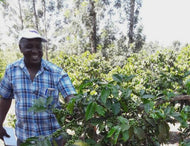 Kenya Organic Kiambu Muiri Estate Peaberry*