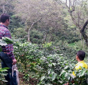 Honduras - Ocotepeque Decaf - Fairly-traded Organic